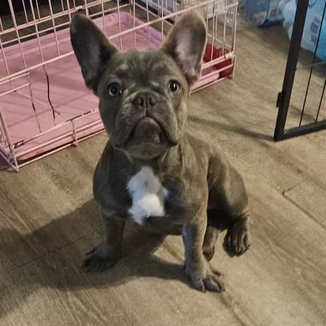 Belle - French Bulldog Female