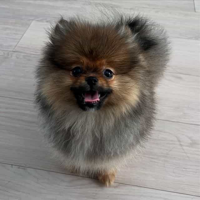 NICO - Pomeranian Male