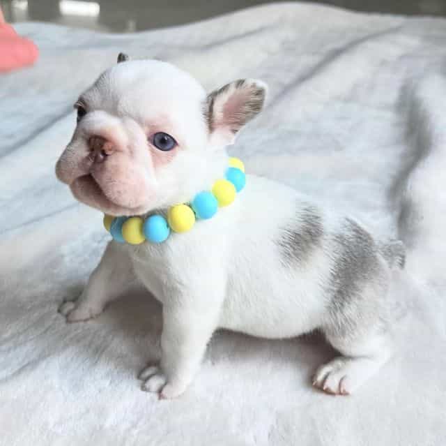 BENTLEY  - French Bulldog Male