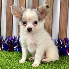 Luka - Chihuahua Male