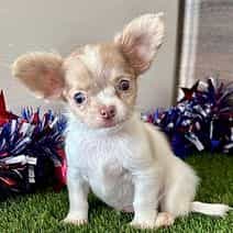 Lenny - Chihuahua Male