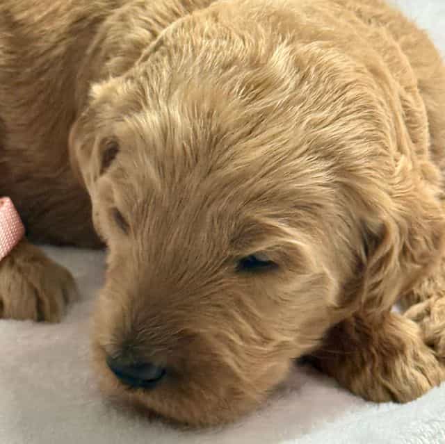 Baxter - Goldendoodle Male