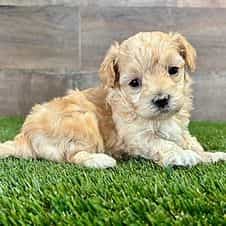 Mateo - Maltipoo Male