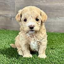 Max - Maltipoo Male
