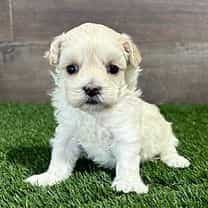 Mimi - Maltipoo Female