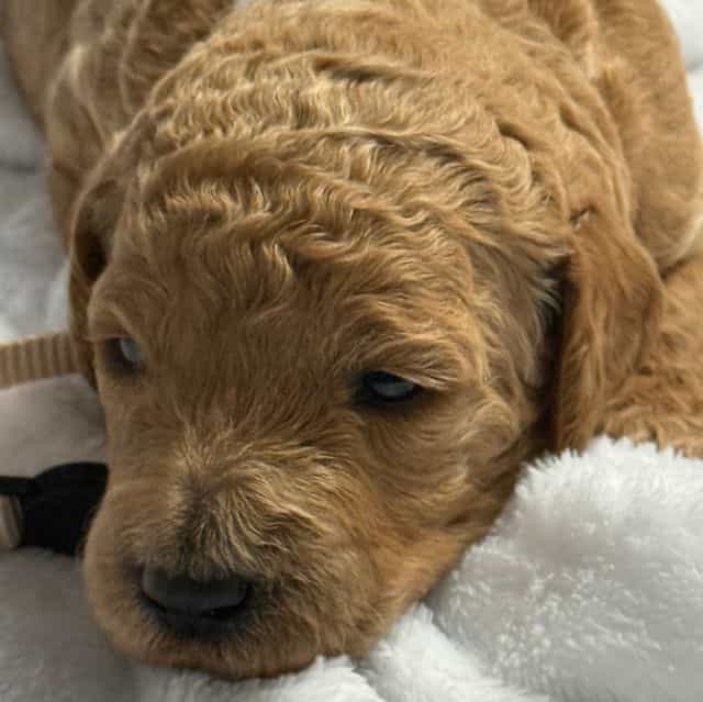 Bella  - Goldendoodle Female
