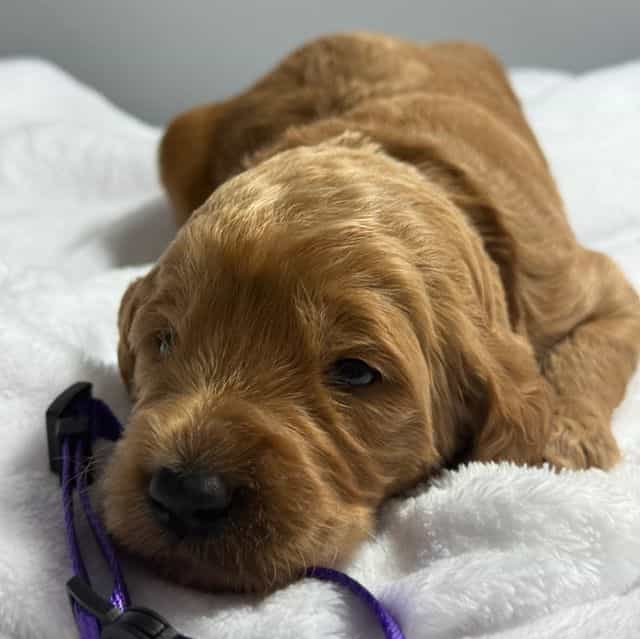 Bently - Goldendoodle Male