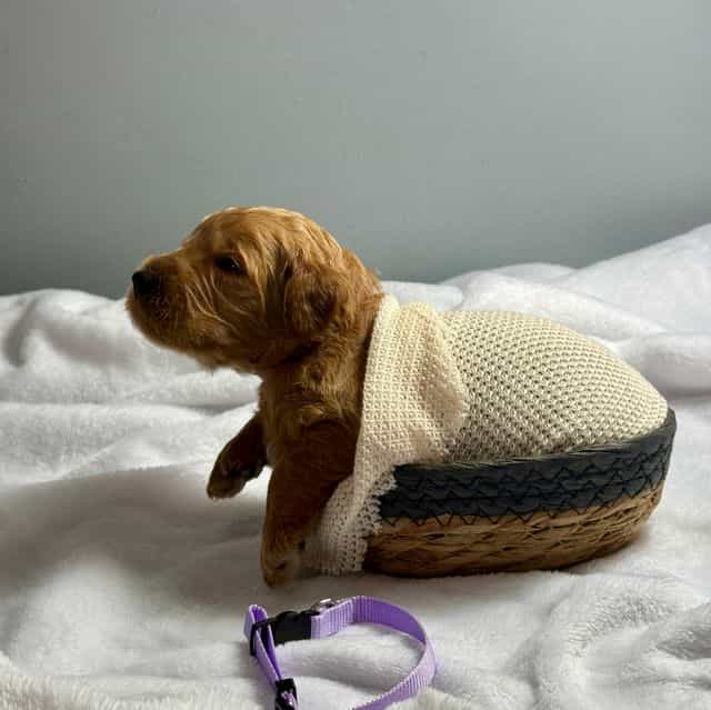 Bandit  - Goldendoodle Male