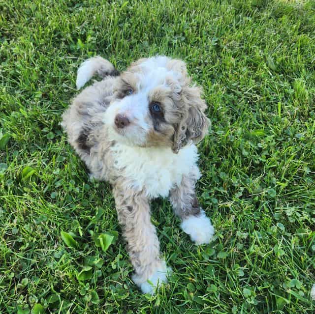 Roscoe - Bernedoodle Male