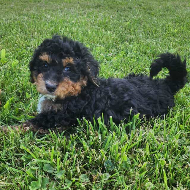 Mini f1b Tucker - Bernedoodle Male