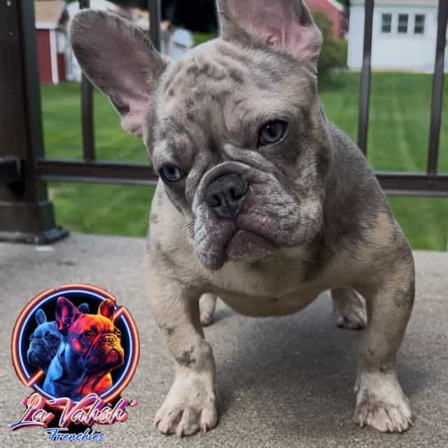 French Bulldog  - French Bulldog Male