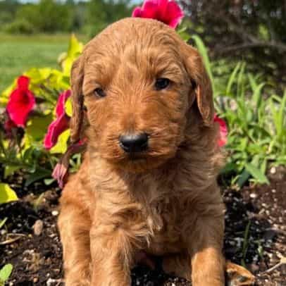 Blue Boy - F1B - Goldendoodle Male