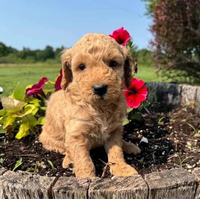 Red Girl - F1B - Goldendoodle Female