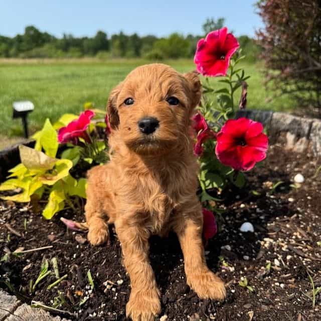 Green Boy - F1B - Goldendoodle Male