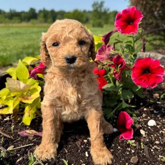 Teal Girl - F1B - Goldendoodle Female