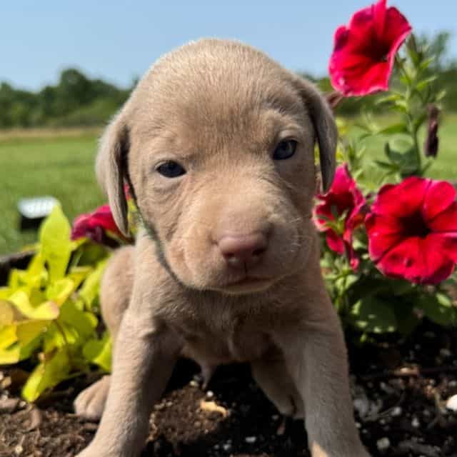 Light Green Boy - Labrador Retriever Male