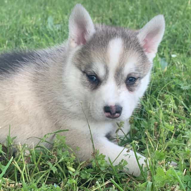 Happy Gal LAYLA - Alaskan Klee Kai Female
