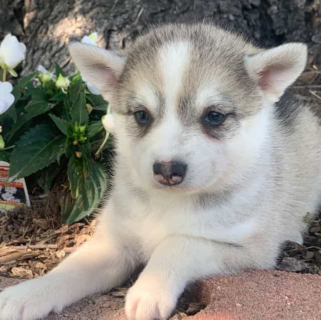 Happy Gal LAYLA - Alaskan Klee Kai Female