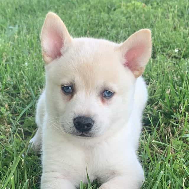 Handsome Boy LI - Alaskan Klee Kai Male