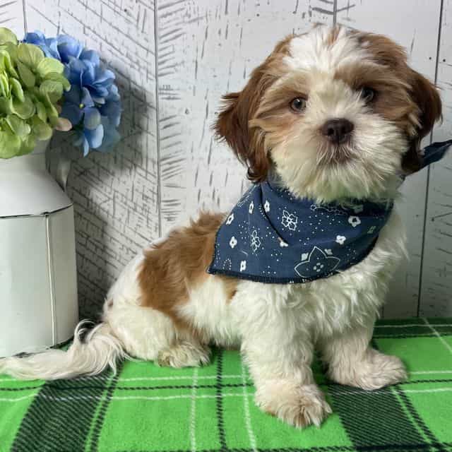 Muffin - Shih Tzu Male