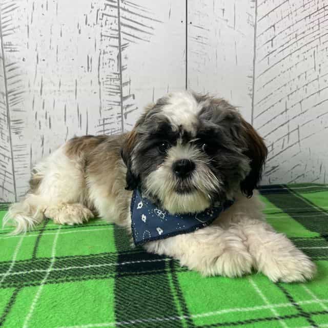 Simba - Shih Tzu Male