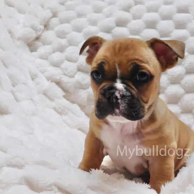 Cami - French Bulldog Female