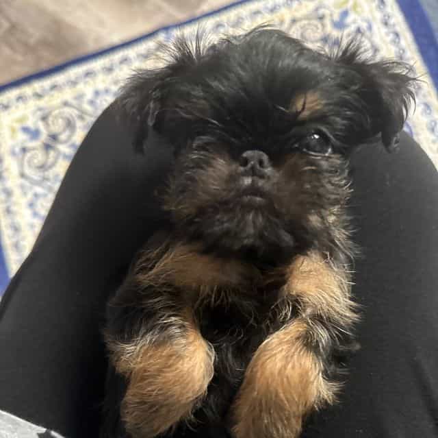 Gidget - Brussels Griffon Female
