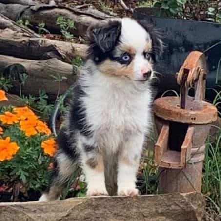 George - Australian Shepherd Male