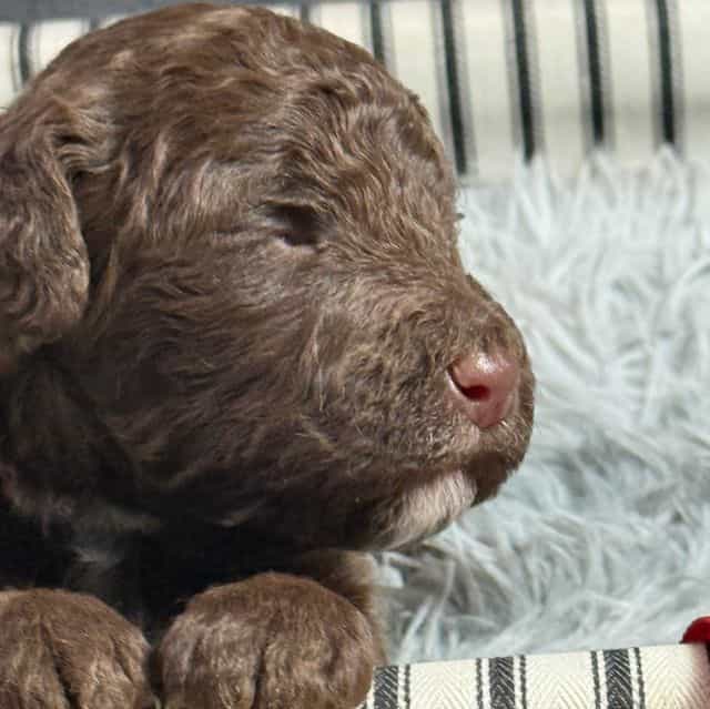 Ava - Aussiedoodle Female