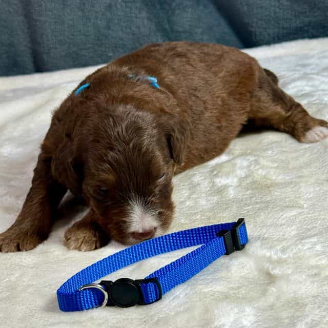 Abby - Aussiedoodle Female