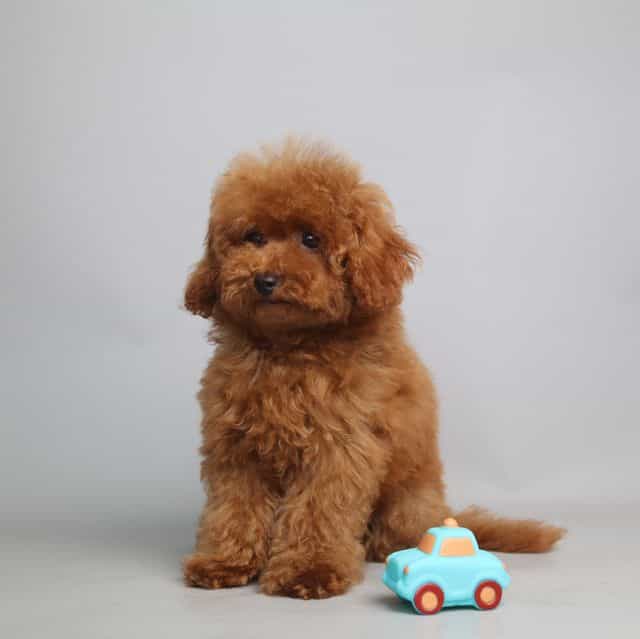 TEACUP BENTLEY  - Toy Poodle Male