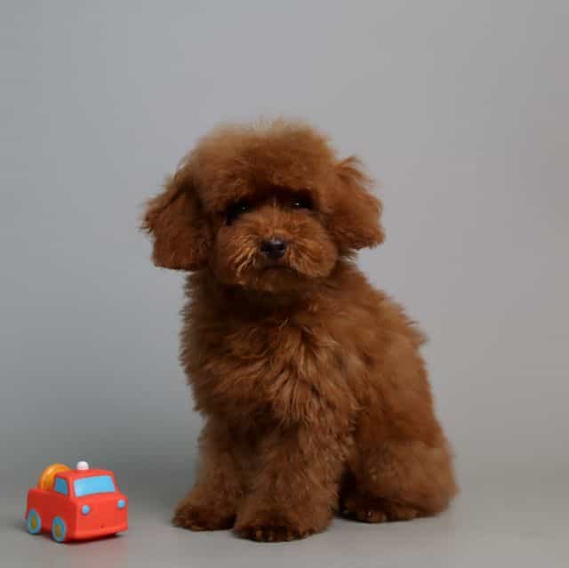 TEACUP BAILEYS - Toy Poodle Male