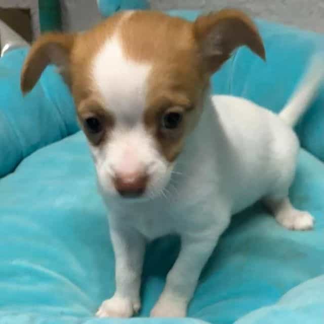 Scotty - Chihuahua Male