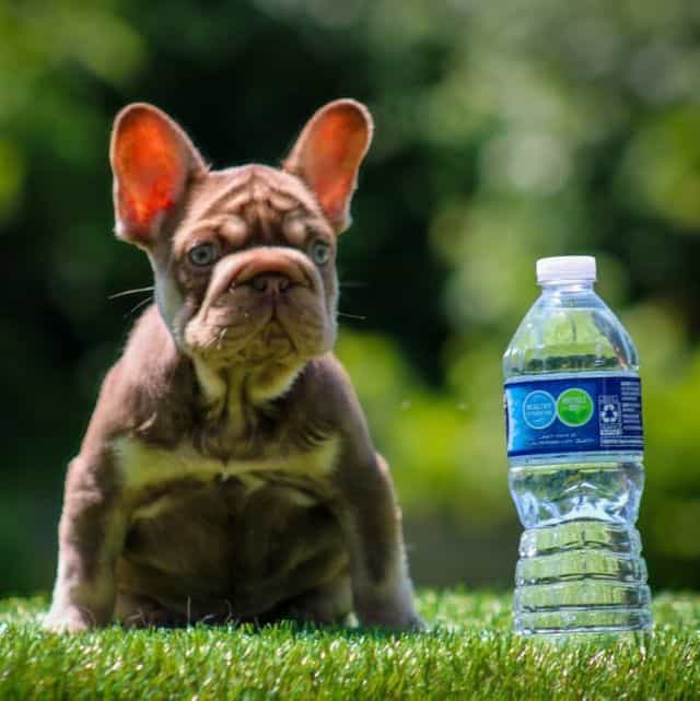 Rusty - French Bulldog Male