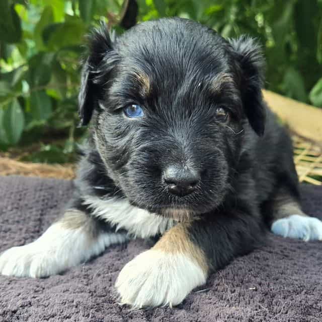 Hallie - Australian Shepherd Female
