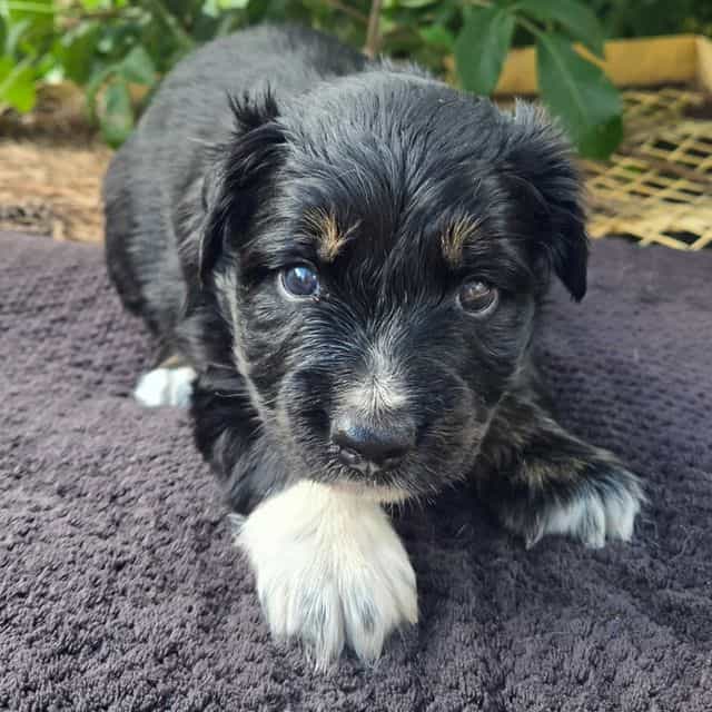 Haddie - Australian Shepherd Female
