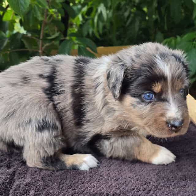 Hazel - Australian Shepherd Female