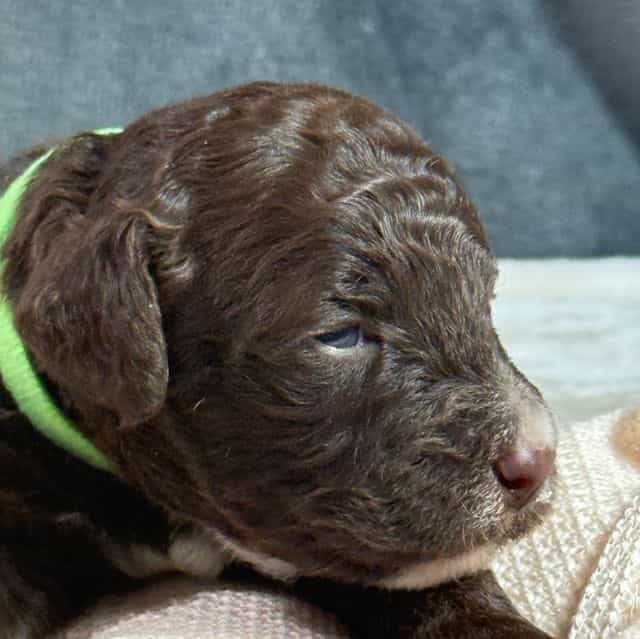 Ammber - Aussiedoodle Female