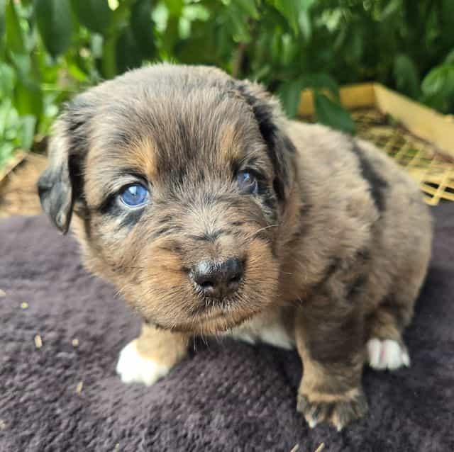 Hayes - Australian Shepherd Male