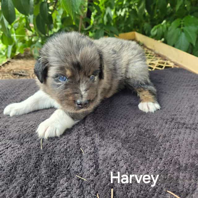 Harvey - Australian Shepherd Male