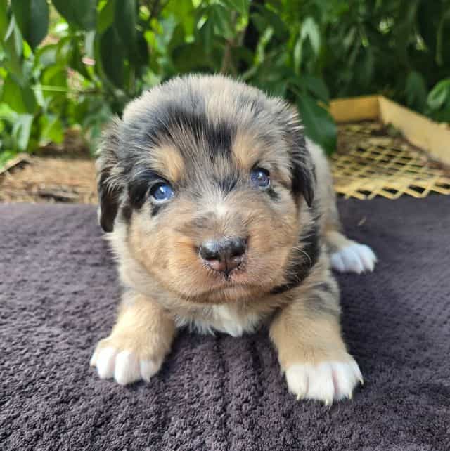 Hank - Australian Shepherd Male
