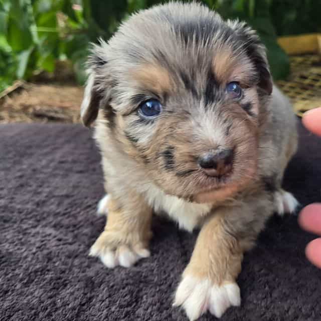 Henry - Australian Shepherd Male