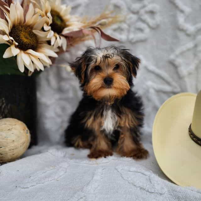 Barron - Yorkshire Terrier Male