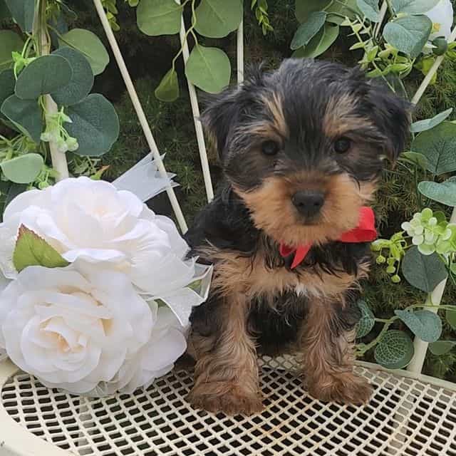 Baxter - Yorkshire Terrier Male