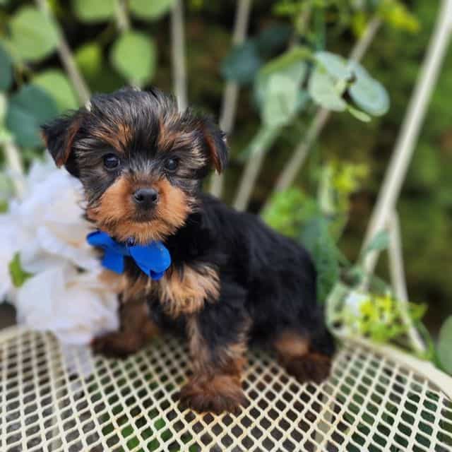 Bastian - Yorkshire Terrier Male