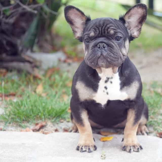 Fluffy Isabella - French Bulldog Female