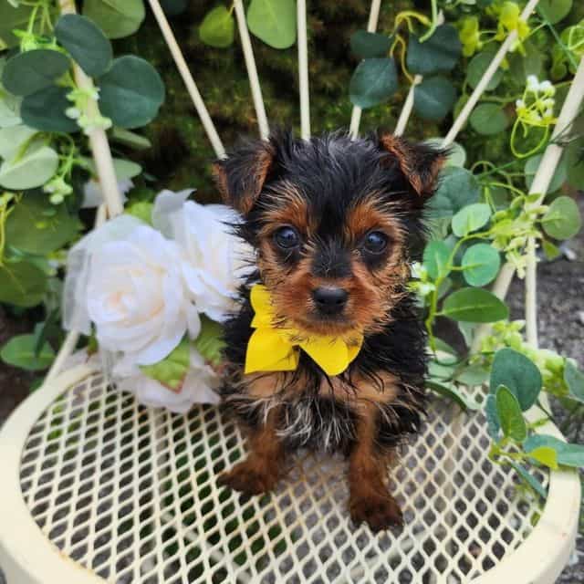 Little Griffin - Yorkshire Terrier Male