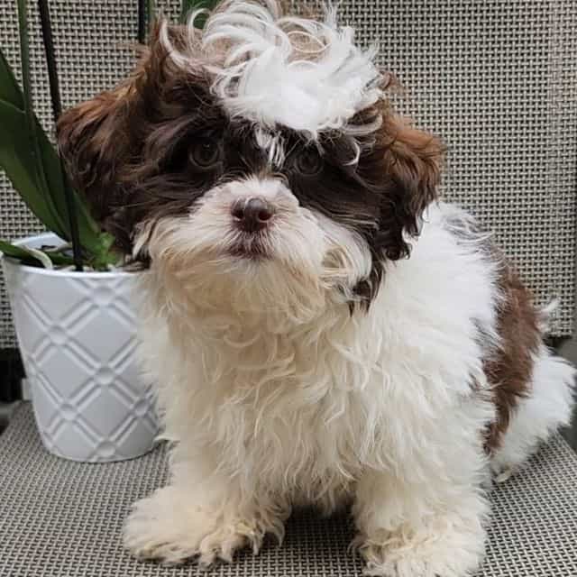 Harry - Poochon Male