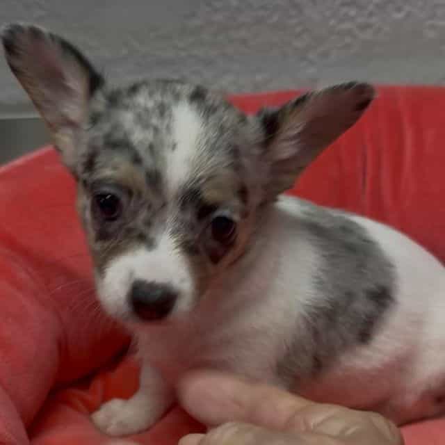 Izzy - Chihuahua Female