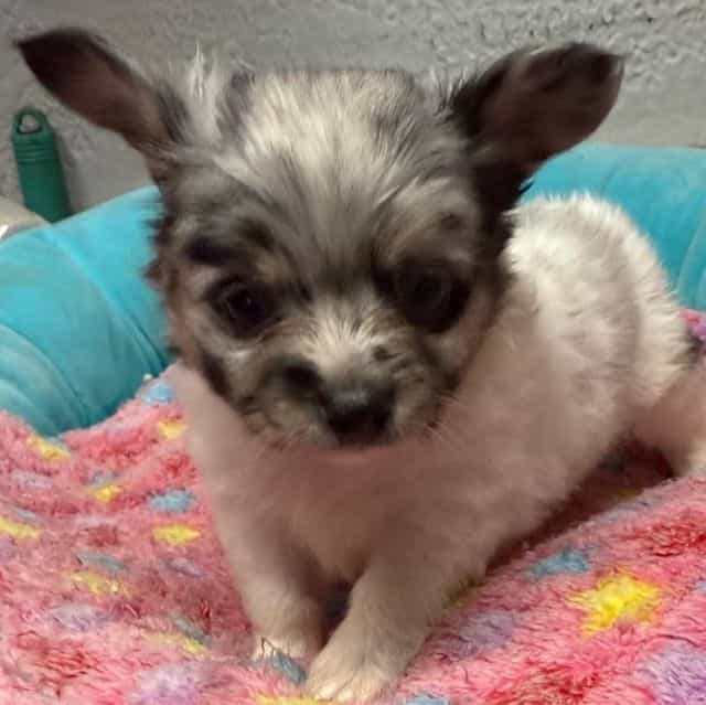 Ivy - Chihuahua Female